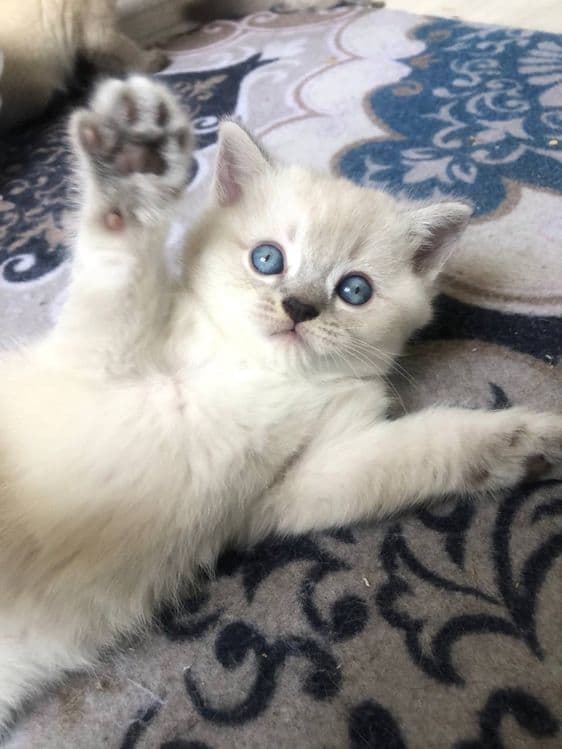 Продаю котят вислаухих шиншил — 2
