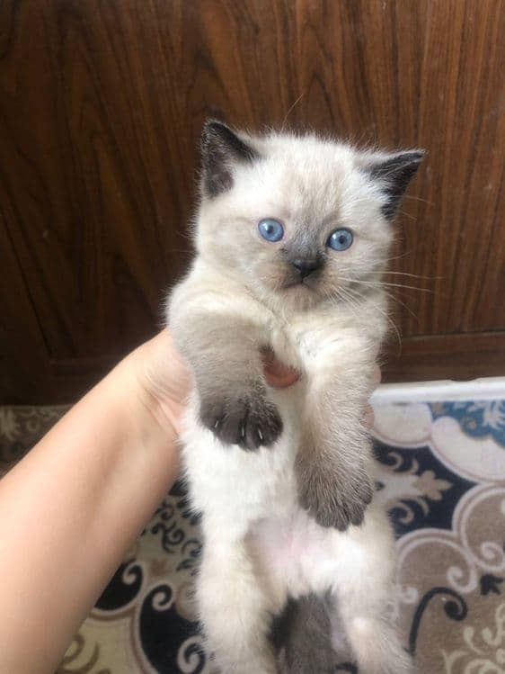 Продаю котят вислаухих шиншил — 3