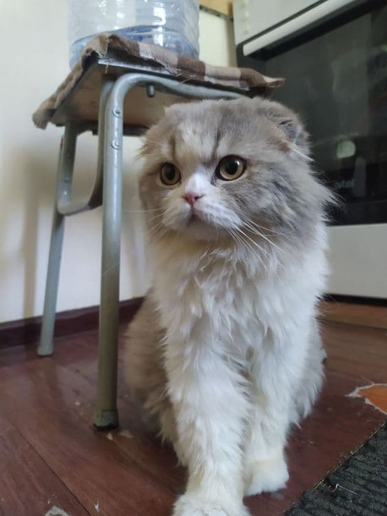 Продается котенок — 1