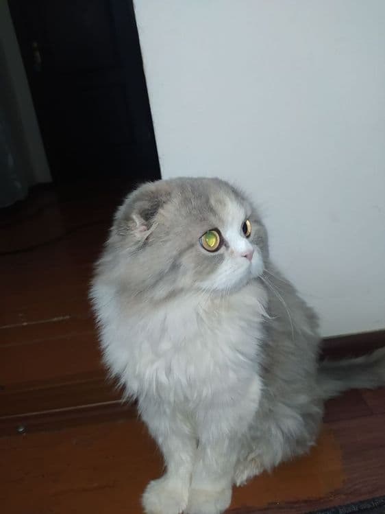 Продается котенок — 2