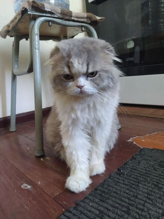 Продается котенок — 3