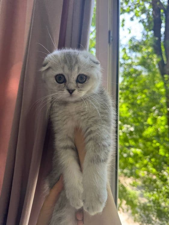 Вислоухая шотландская кошка (скотиш фоулд) — 2