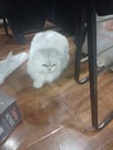 На хорошие руки персидская кошка