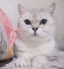 Британский Серебристый Шиншилла
