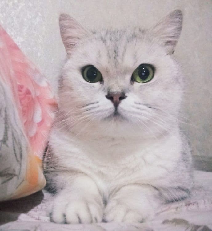 Британский Серебристый Шиншилла — 1