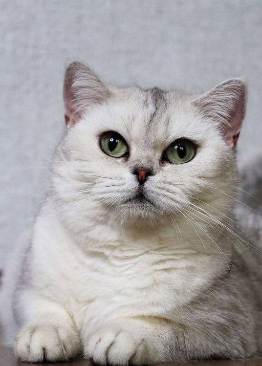 Британский Серебристый Шиншилла — 2