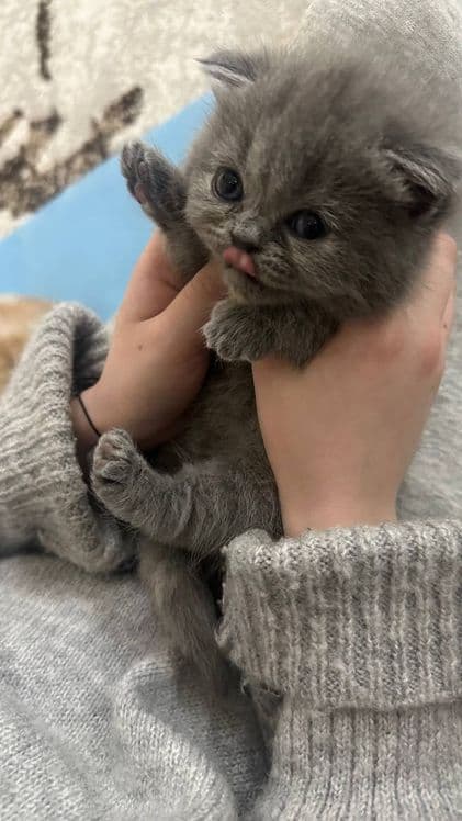 Продаются котята срочно цену обсудим звоните — 1