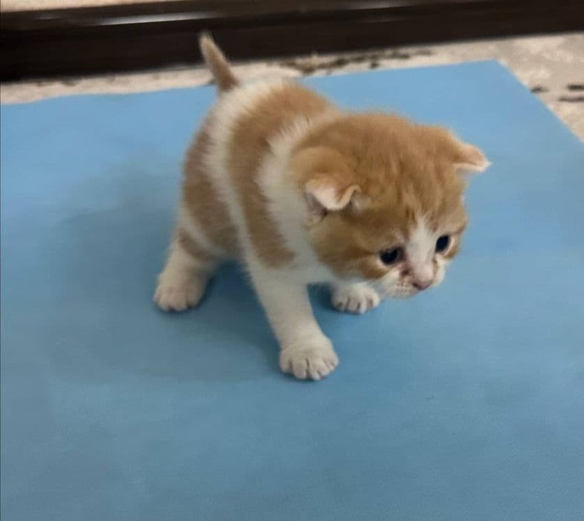 Продаются котята срочно цену обсудим звоните — 2