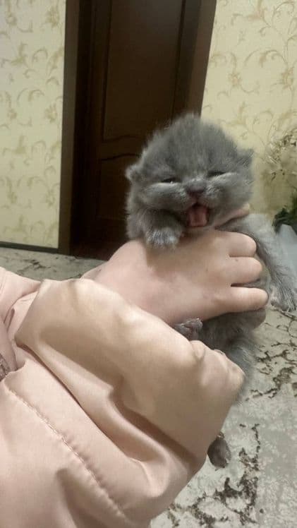 Продаются котята срочно цену обсудим звоните — 3