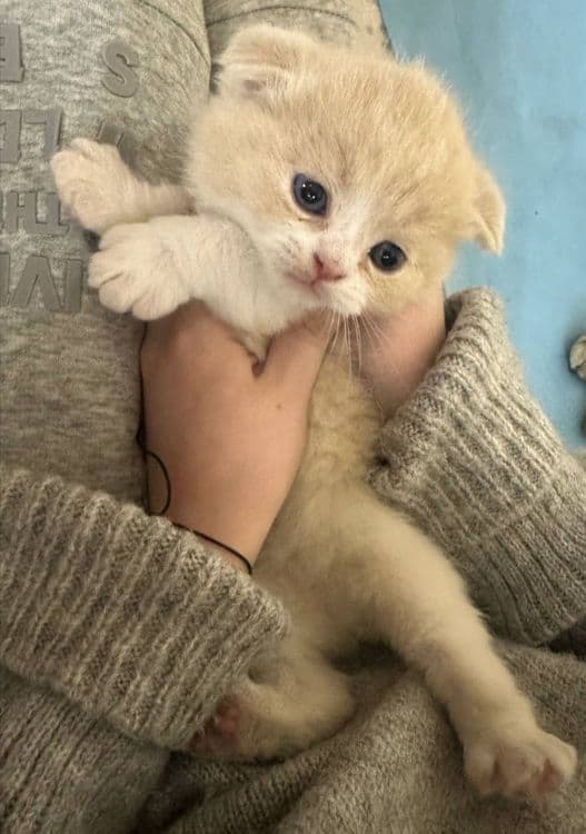 Продаются котята срочно цену обсудим звоните — 4