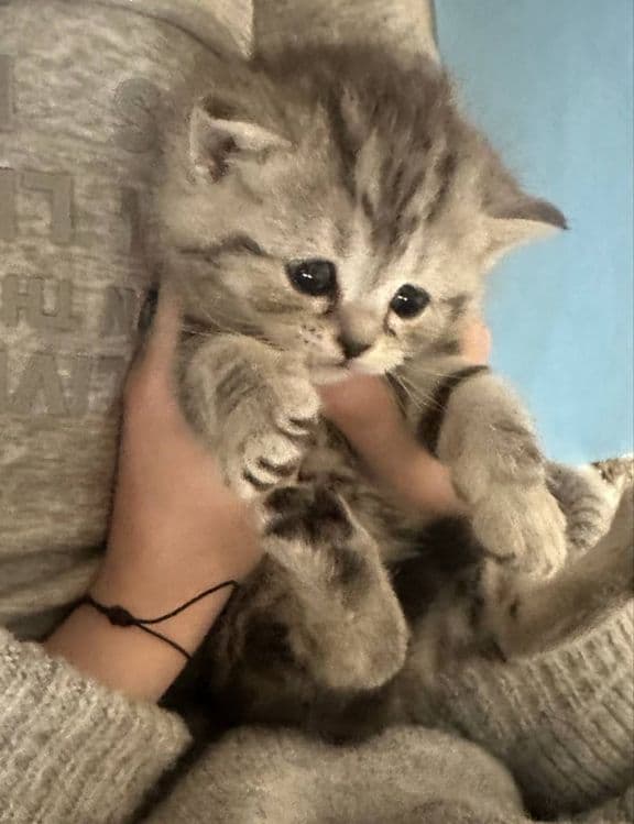 Продаются котята срочно цену обсудим звоните — 5