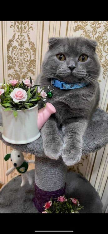 Шотландская вислоухая — 1