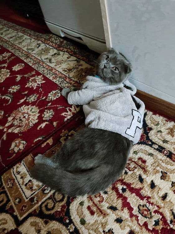 Шотландская вислоухая — 2