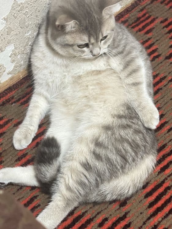 Кот британский 9 месяцев очень умный послушный. — 2