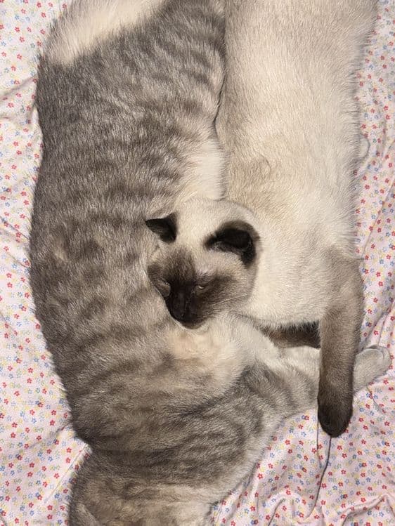 Кот британский 9 месяцев очень умный послушный. — 3