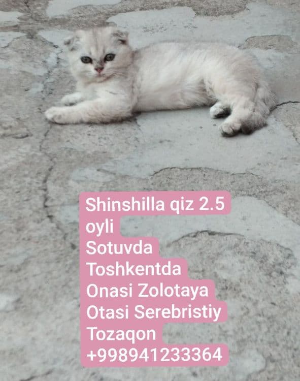 Кошки зотли 2.5 ойли Shinshilla qiz 
2.5 oyli
Sotuvda
Toshkentda
Onasi — 1