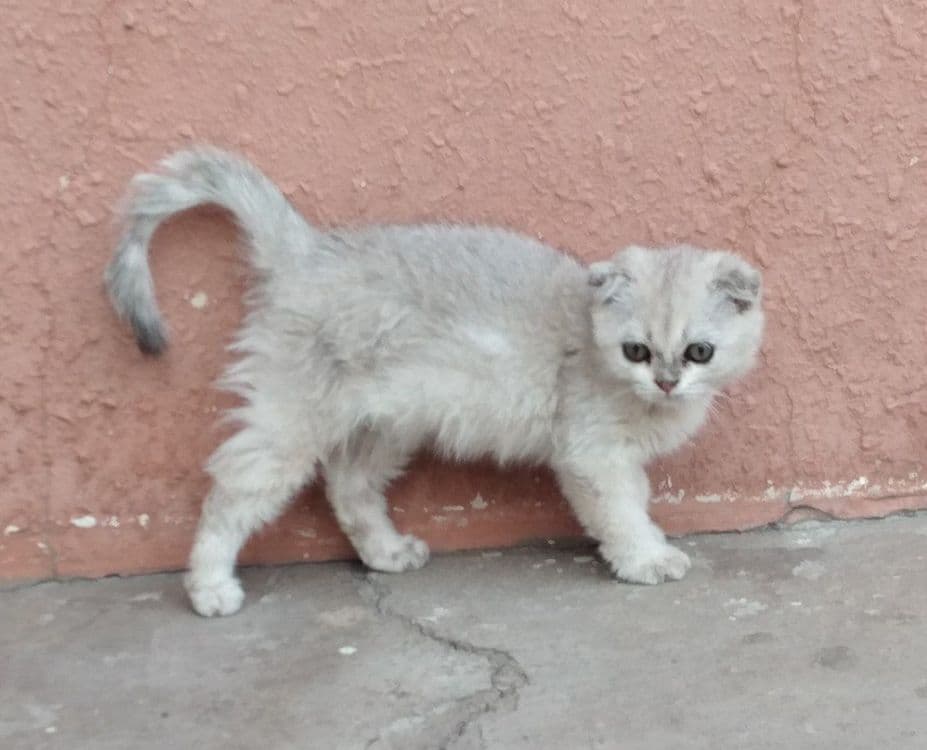 Кошки зотли 2.5 ойли Shinshilla qiz 
2.5 oyli
Sotuvda
Toshkentda
Onasi — 4