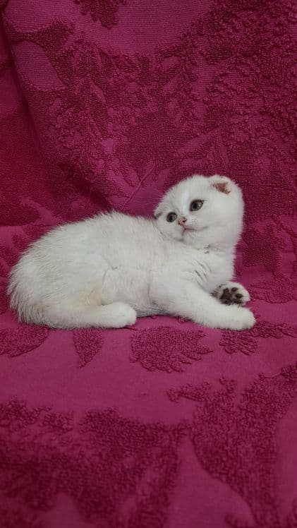 Продаётся чистокровная шотландская девочка скоттиш фолд — 1