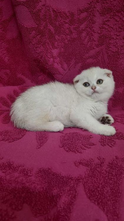 Продаётся чистокровная шотландская девочка скоттиш фолд — 2