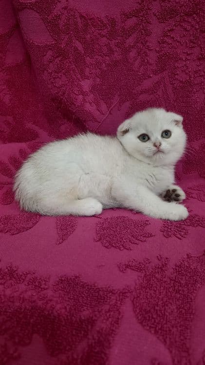 Продаётся чистокровная шотландская девочка скоттиш фолд — 3