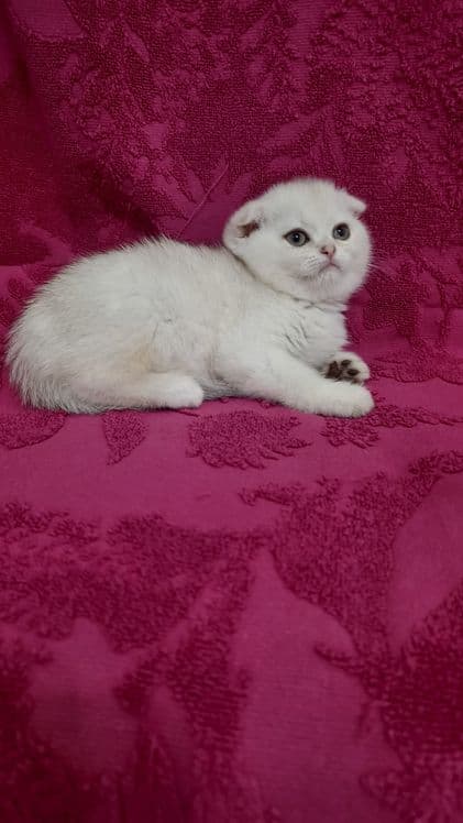 Продаётся чистокровная шотландская девочка скоттиш фолд — 4