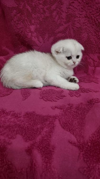 Продаётся чистокровная шотландская девочка скоттиш фолд — 5