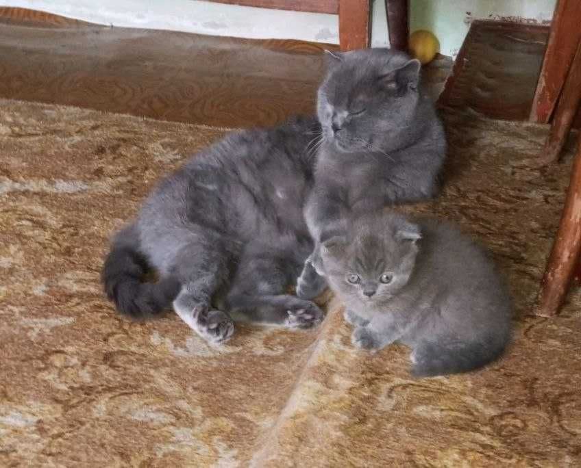 Котенок  ,шотланский веслоухий,мальчик 2-ой месяц — 2
