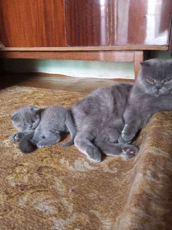 Котенок  ,шотланский веслоухий,мальчик 2-ой месяц — 3