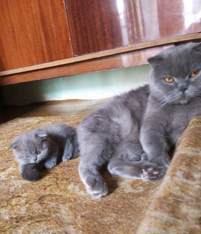 Котенок  ,шотланский веслоухий,мальчик 2-ой месяц — 5