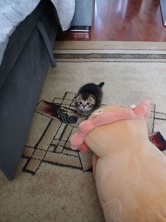 продаю котёнка девачку — 4