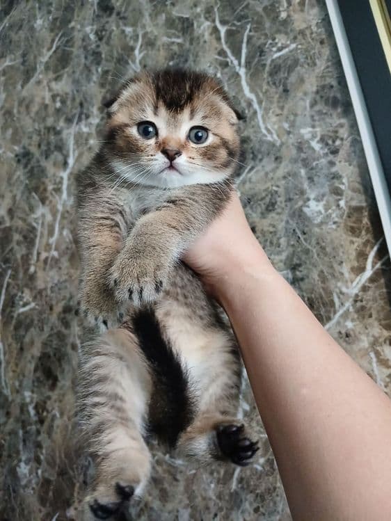 продаю котёнка девачку — 5