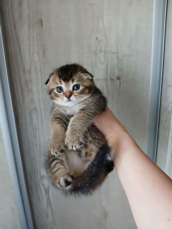 продаю котёнка девачку — 7
