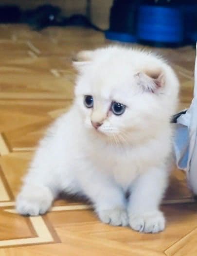 Скоттиш фолд чистокровные — 2
