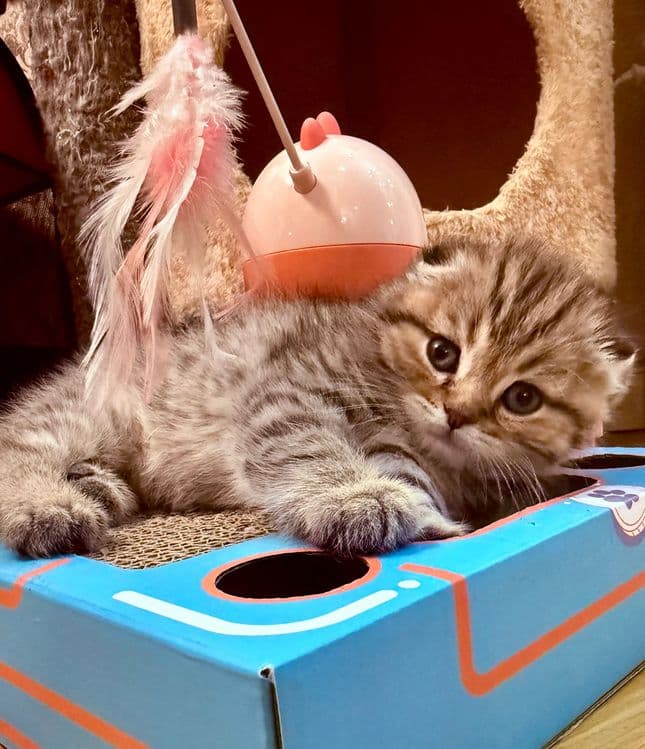 Скоттиш фолд чистокровные — 3