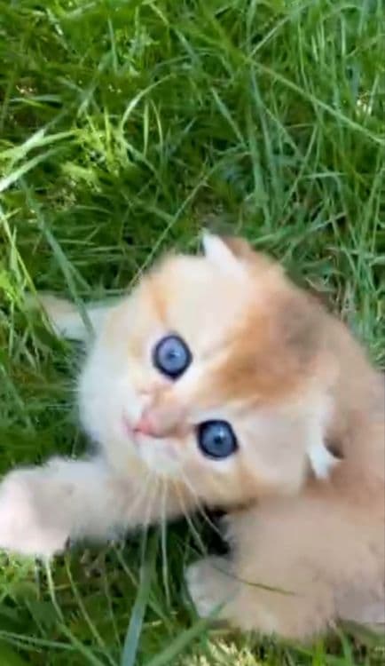 Шотландские вислоухие котята Золотая Шиншилла — 3