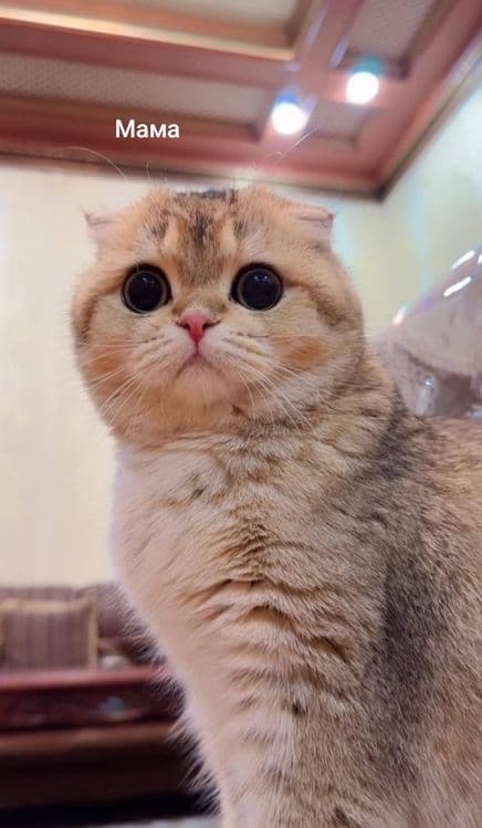Шотландские вислоухие котята Золотая Шиншилла — 4