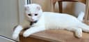 Мушук Скоттиш Фолд (красавчик) сотилади