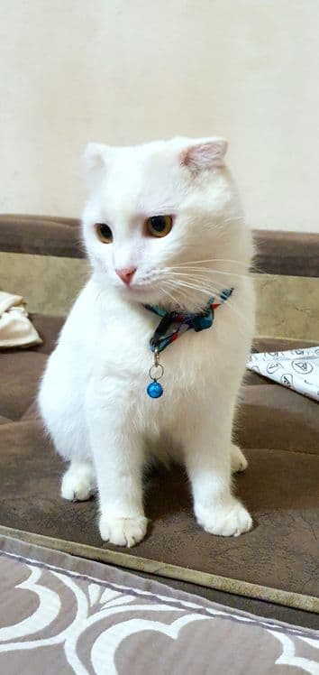 Мушук Скоттиш Фолд (красавчик) сотилади — 2