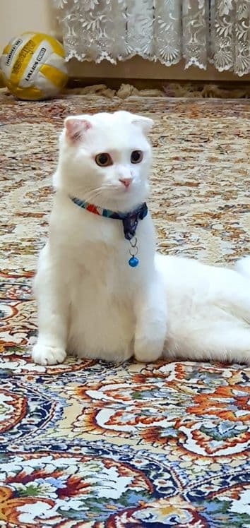 Мушук Скоттиш Фолд (красавчик) сотилади — 3