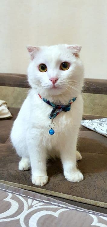 Мушук Скоттиш Фолд (красавчик) сотилади — 4