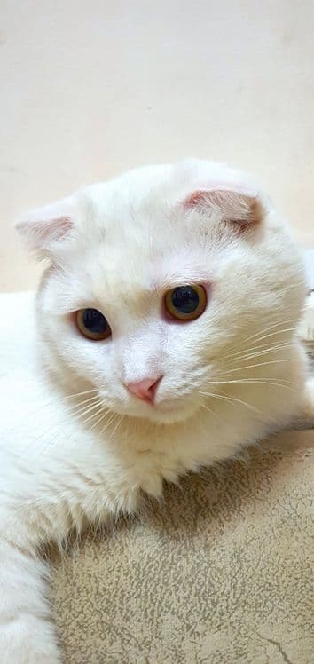 Мушук Скоттиш Фолд (красавчик) сотилади — 5