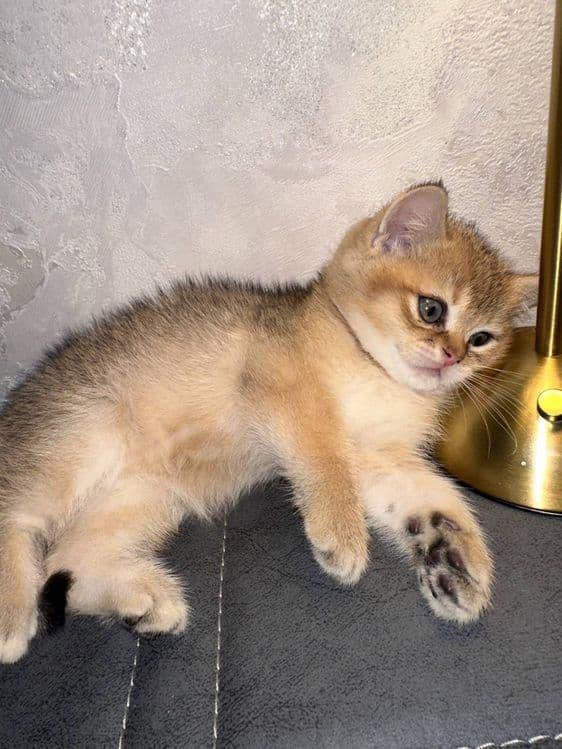 Золотая шиншила 1.5 месяца котенок договорная — 1