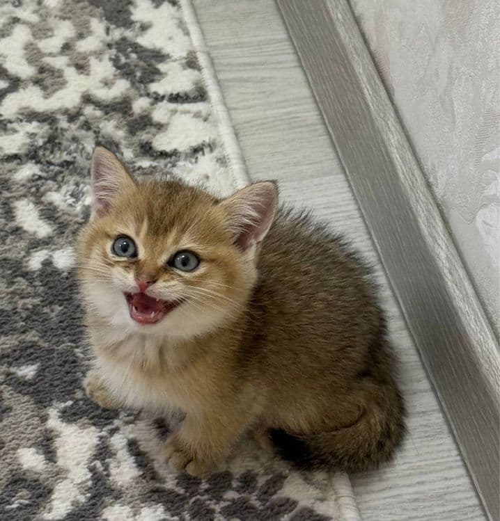 Золотая шиншила 1.5 месяца котенок договорная — 2