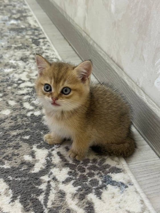 Золотая шиншила 1.5 месяца котенок договорная — 3
