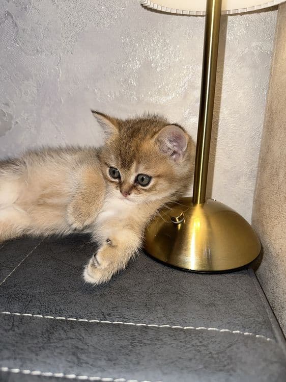 Золотая шиншила 1.5 месяца котенок договорная — 4