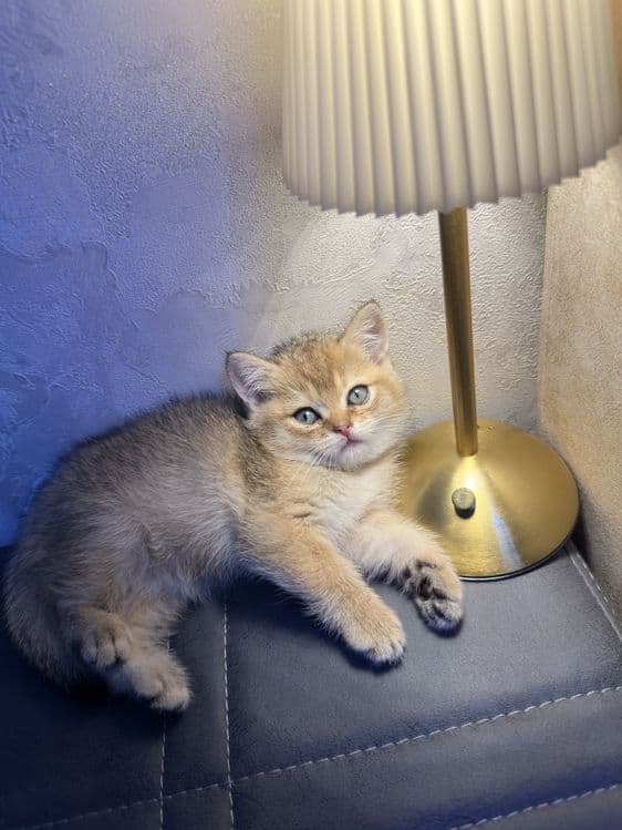 Золотая шиншила 1.5 месяца котенок договорная — 5