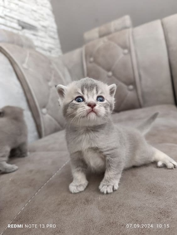 Милые котята готовы дарить тепло!!! — 1