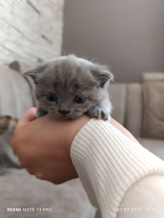 Милые котята готовы дарить тепло!!! — 2