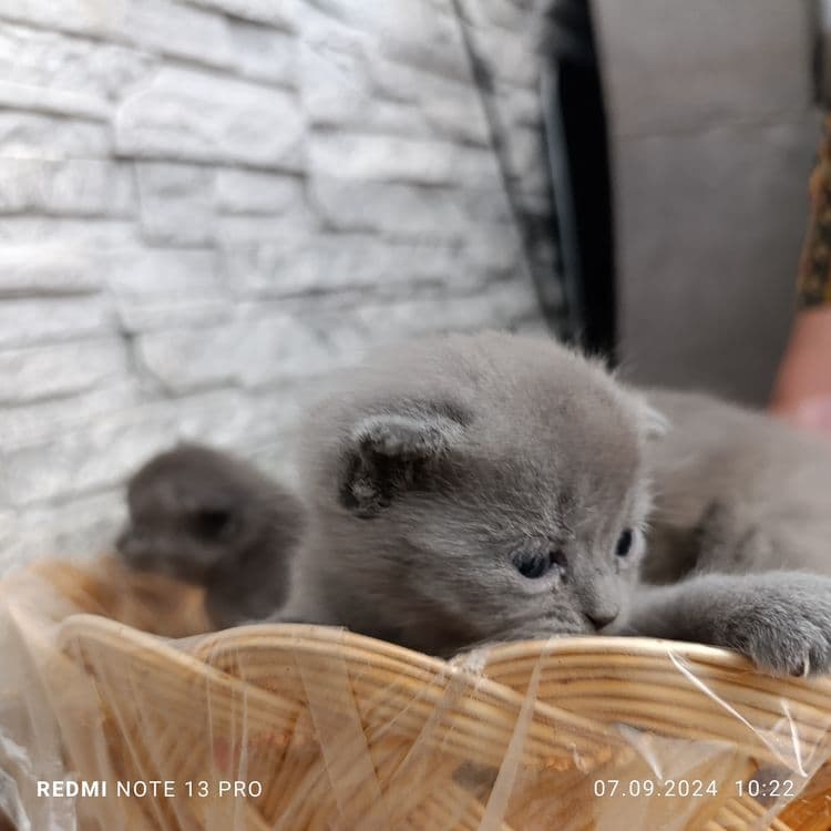 Милые котята готовы дарить тепло!!! — 3