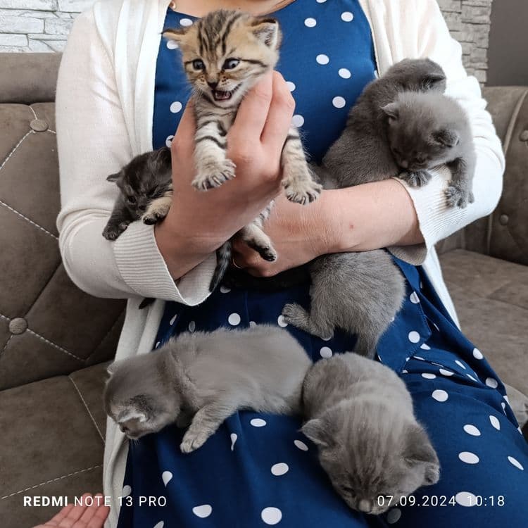 Милые котята готовы дарить тепло!!! — 4